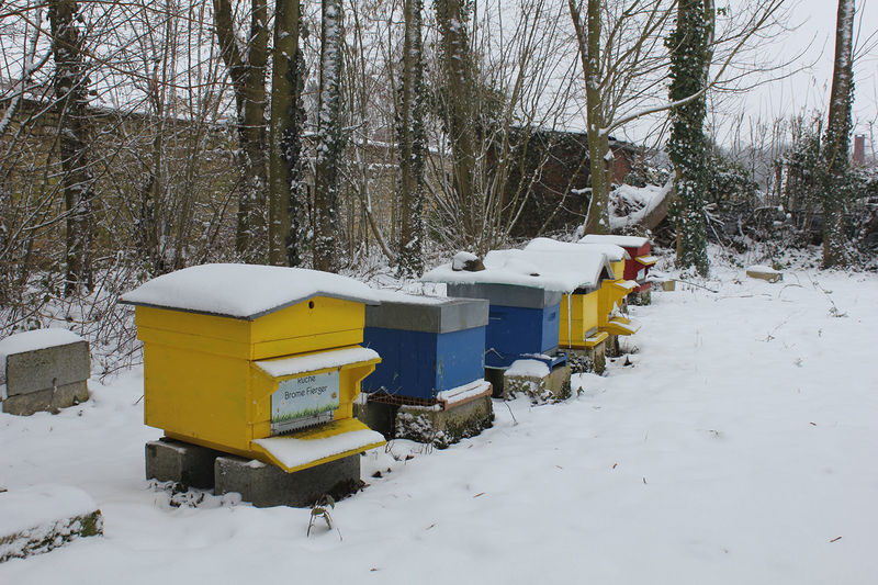 La ruche Brome Fierger